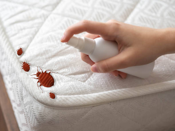 Best Ant Control Services  in Littlestown, PA